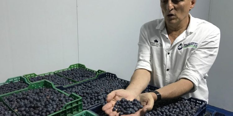 La mitad Este del arándano, ahora suma como mercados a China y Tailandia