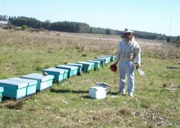 Sabores y Saberes: El mejor secreto para la belleza y la salud… en el veneno de las abejas