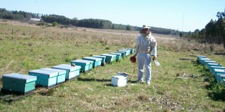Sabores y Saberes: El mejor secreto para la belleza y la salud… en el veneno de las abejas