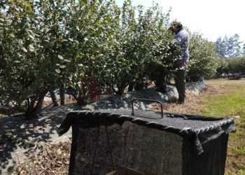 La mitad Oeste del arándano: una actividad que atrae  hasta a los presidentes