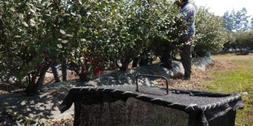 La mitad Oeste del arándano: una actividad que atrae  hasta a los presidentes