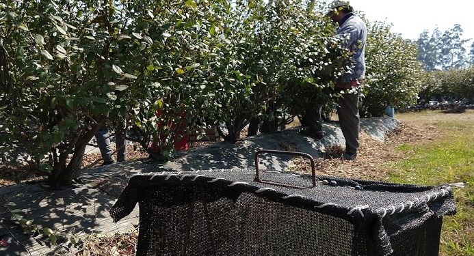 La mitad Oeste del arándano: una actividad que atrae  hasta a los presidentes