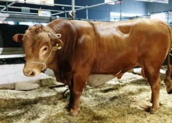 Criollo, salió criollo. Pero “doradillo” y sin cuernos