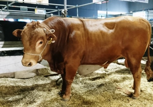 Criollo, salió criollo. Pero “doradillo” y sin cuernos