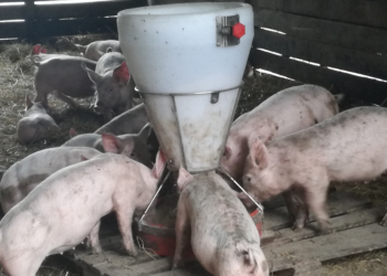 Las dos caras del cerdo: Crece la producción, caen los productores