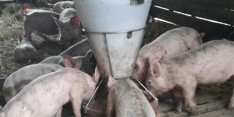 Las dos caras del cerdo: Crece la producción, caen los productores