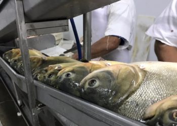Una empresa yerbatera, de romance con la cría de peces