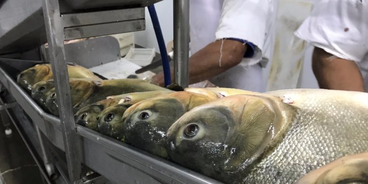 Una empresa yerbatera, de romance con la cría de peces