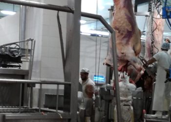 La devaluación hizo subir el cuero y provoca nuevas pujas por la faena en el conurbano