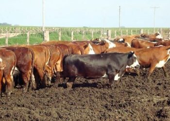 Los feedlot al banquillo: Un estudio advierte sobre contaminación