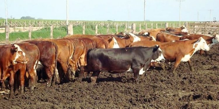 Los feedlot al banquillo: Un estudio advierte sobre contaminación