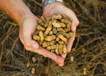 No solo soja y maíz: la sequía también se llevó 20% del maní