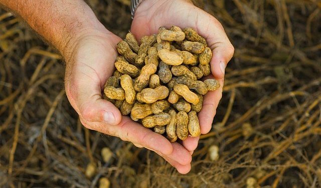 No solo soja y maíz: la sequía también se llevó 20% del maní