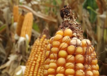 El gobierno confirma: Se espera batir un récord con la siembra de maíz