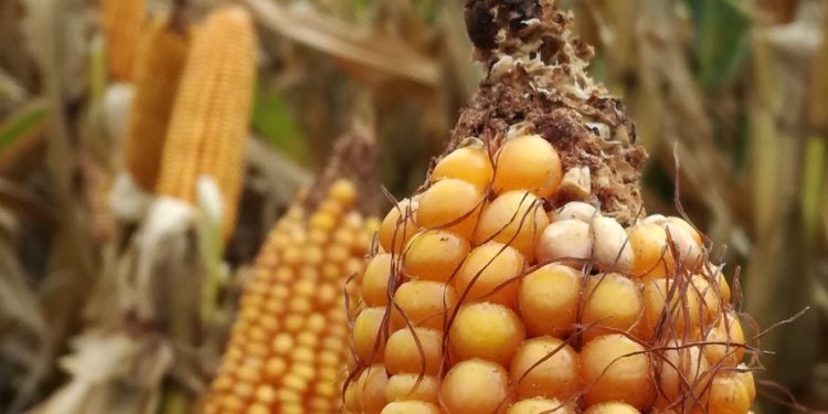 El gobierno confirma: Se espera batir un récord con la siembra de maíz