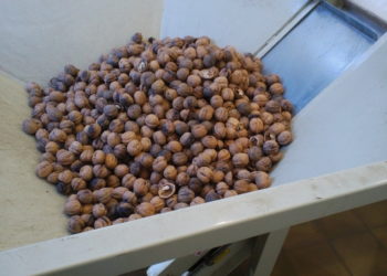 Frutos secos: Ya tiene sus primeros clientes la máquina de pelar nueces