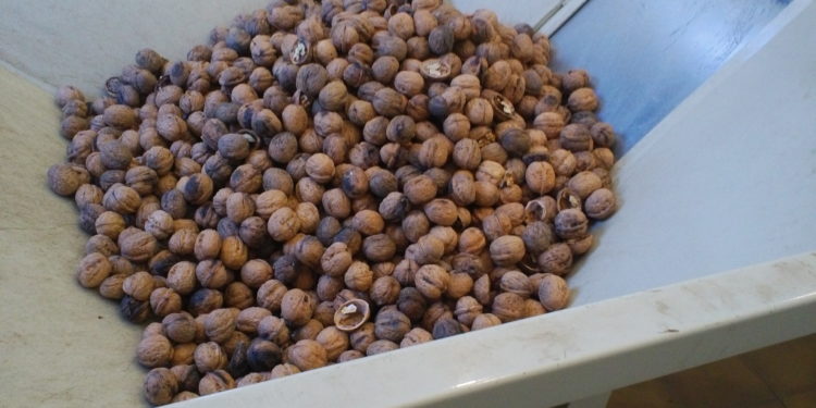 Frutos secos: Ya tiene sus primeros clientes la máquina de pelar nueces