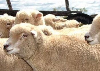 Aunque usted no lo crea hay créditos a tasa 0: Eso sí, tiene que producir ovejas