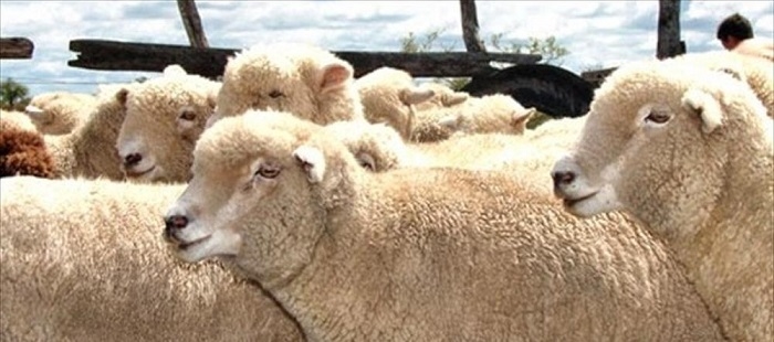 Aunque usted no lo crea hay créditos a tasa 0: Eso sí, tiene que producir ovejas