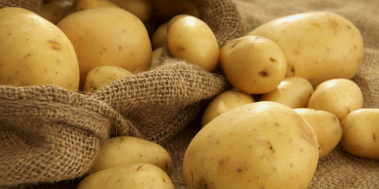 Ahora sí tiene vía libre la papa de Tecnoplant, el primer transgénico para consumo humano directo en el país