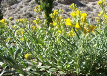 Raros cultivos nuevos: La Physaria mendocina, una opción para la Patagonia