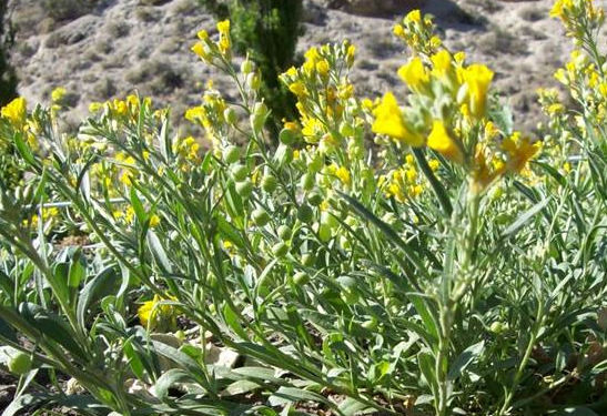 Raros cultivos nuevos: La Physaria mendocina, una opción para la Patagonia