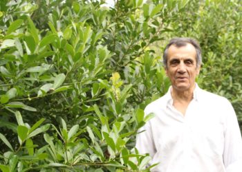 Una rareza en el sector yerbatero: la hoja verde se paga más que el valor oficial