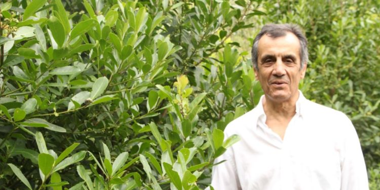 Una rareza en el sector yerbatero: la hoja verde se paga más que el valor oficial