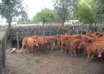 Los criadores, los “hijos de la pavota” de la cadena de la carne vacuna