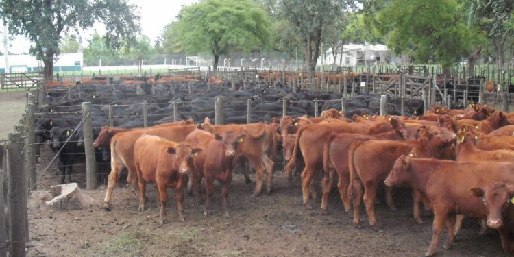 Los criadores, los “hijos de la pavota” de la cadena de la carne vacuna