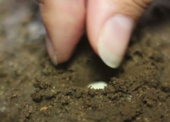 Muchos cerebros juntos pidiendo por una nueva ley de semillas