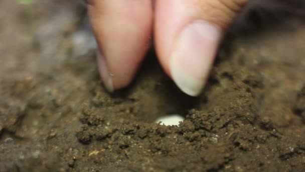 Muchos cerebros juntos pidiendo por una nueva ley de semillas