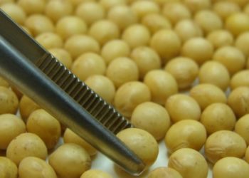 Creer o reventar: Dicen que el Congreso empezará a debatir una nueva ley de semillas