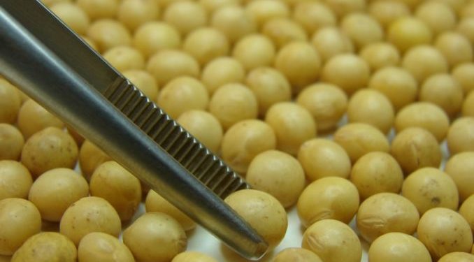 Creer o reventar: Dicen que el Congreso empezará a debatir una nueva ley de semillas