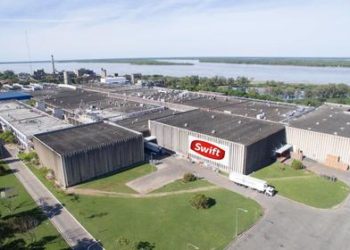 Para conseguir novillos, el principal frigorífico exportador los compra a “valor dólar”