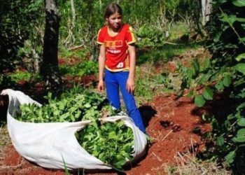 Una campaña contra el trabajo infantil en los yerbales