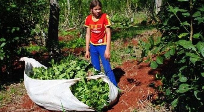 Una campaña contra el trabajo infantil en los yerbales