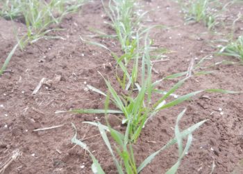 El trigo crece con todos los planetas en línea