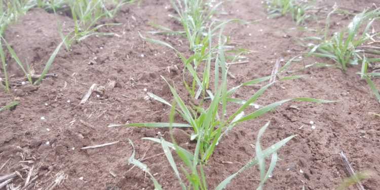 El trigo crece con todos los planetas en línea