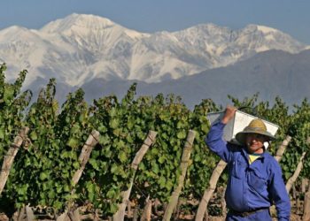 Buenas prácticas comerciales: En Mendoza hay un proyecto para que no abusen del viñatero