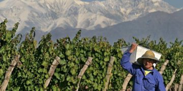 Buenas prácticas comerciales: En Mendoza hay un proyecto para que no abusen del viñatero