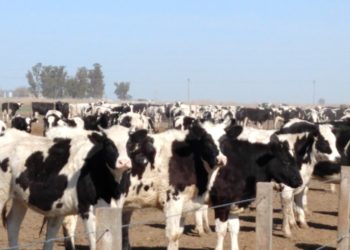 Un informe del INTA confirma que los tambos siguen perdiendo dinero