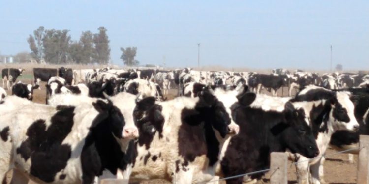 Un informe del INTA confirma que los tambos siguen perdiendo dinero