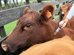 El presidente del Senasa dice que la Argentina seguirá vacunando contra la fiebre aftosa