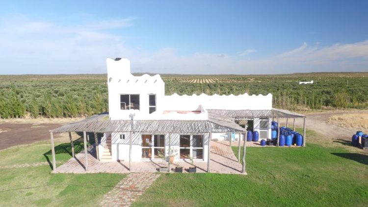 La producción de olivos más austral de la Argentina