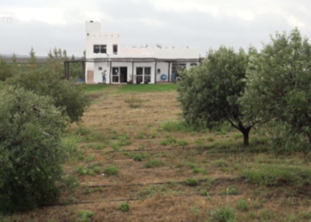 La producción de olivos más austral de la Argentina