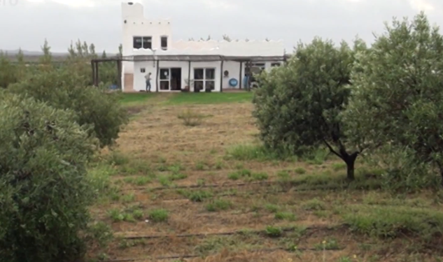 La producción de olivos más austral de la Argentina