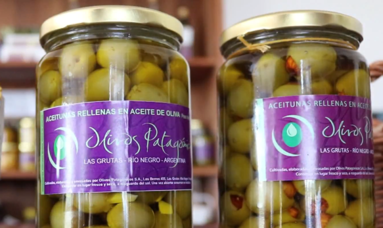 La producción de olivos más austral de la Argentina