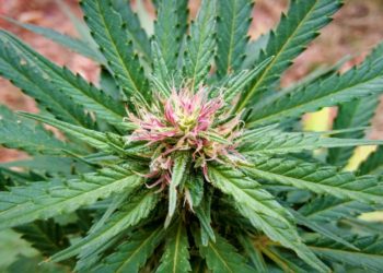 Según los agrónomos, se podría cultivar cannabis hasta en la Patagonia﻿