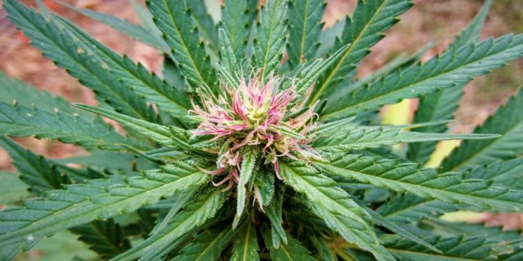 Según los agrónomos, se podría cultivar cannabis hasta en la Patagonia﻿